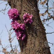 Meeting With A Judas Tree (180g) Transparent Purple Clear Vinyl